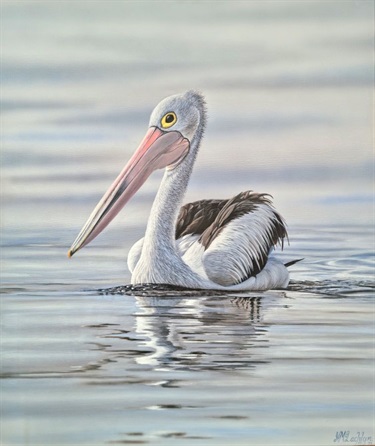Lake Macquarie pelican