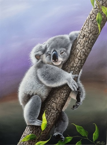 Koala so dreamy